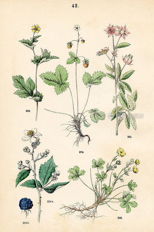 黑莓，林地草莓，春天的五金箔，紫色的marshlocks，木avens -植物插图1883